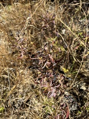 Mecardonia acuminata