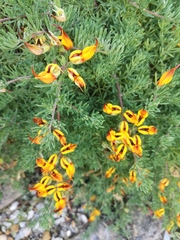 Lotus berthelotii