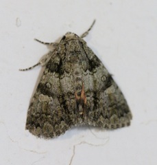 Olivenebula subsericata