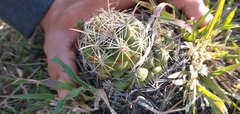 Coryphantha cornifera