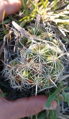 Coryphantha cornifera