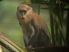 Cercopithecus mona