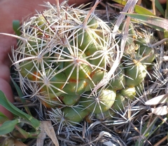Coryphantha cornifera
