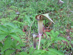 Arisaema serratum