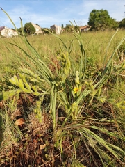 Hypoxis rigidula rigidula