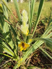 Hypoxis rigidula rigidula