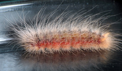 Napaea actoris