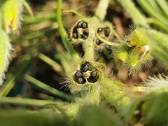 Hypoxis rigidula rigidula