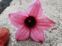 Brachychiton discolor