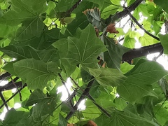 Brachychiton discolor