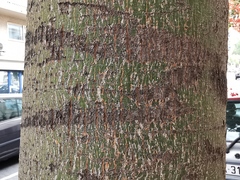 Brachychiton discolor