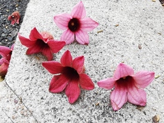 Brachychiton discolor