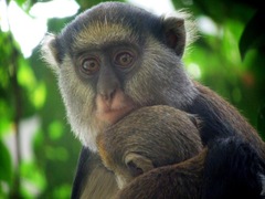 Cercopithecus mona