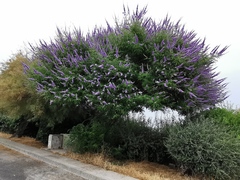 Vitex agnus-castus