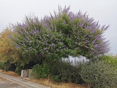 Vitex agnus-castus