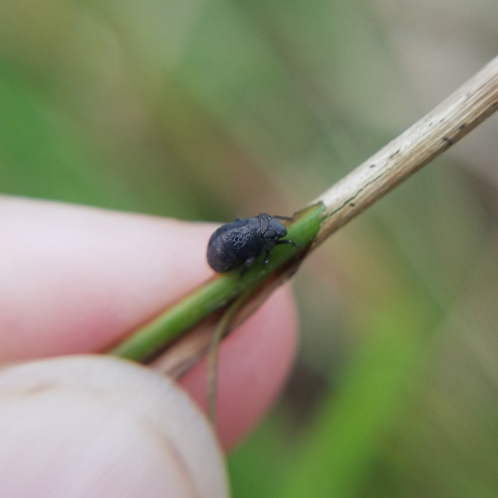 Bruchomorpha tristis