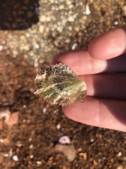 Pinctada imbricata