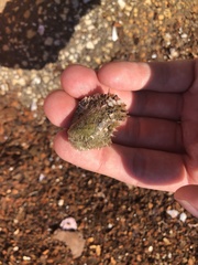 Pinctada imbricata