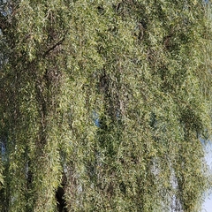 Prosopis juliflora