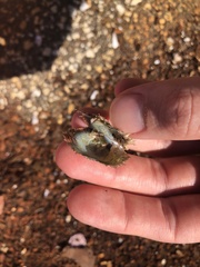 Pinctada imbricata