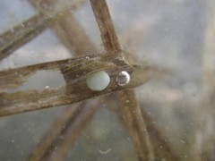 Triturus carnifex