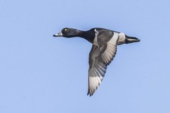 Ring-Necked Duck photo 4