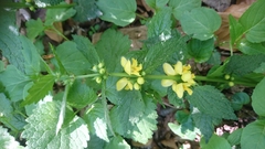 Lamium galeobdolon montanum