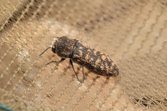 Acmaeoderella adspersula