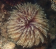 Eudistylia polymorpha