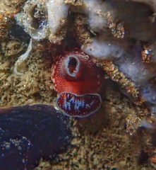 Zirfaea