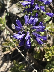 Veronica paysonii