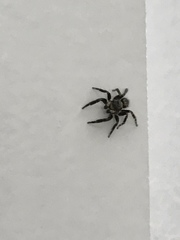 Pseudeuophrys erratica