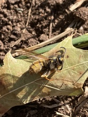 Vespula germanica