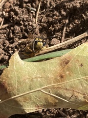 Vespula germanica