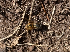 Vespula germanica