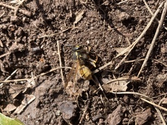Vespula germanica
