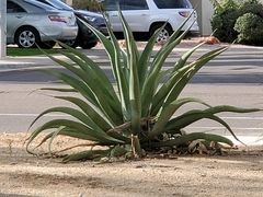 Agave americana