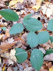 Rubus pedemontanus
