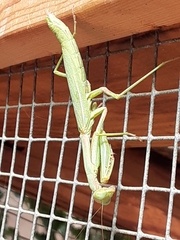 Schizomantodea