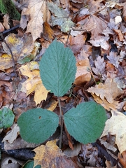 Rubus pedemontanus