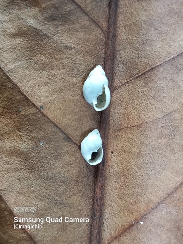 Leptinaria