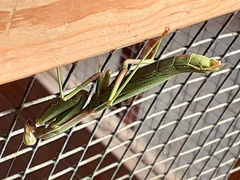 Schizomantodea