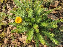 Berkheya seminivea