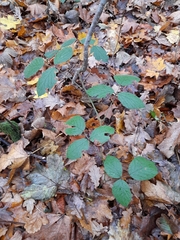 Rubus pedemontanus