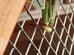 Schizomantodea