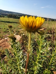 Berkheya seminivea