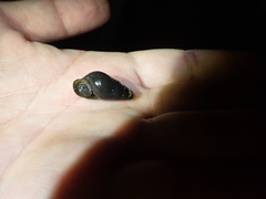 Semisulcospira libertina