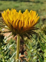 Berkheya seminivea
