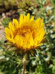 Berkheya seminivea