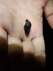 Semisulcospira libertina